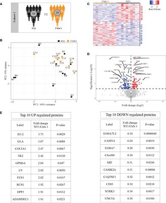 Cerebrospinal fluid proteomics in recent-onset Narcolepsy type 1 reveals activation of the complement system